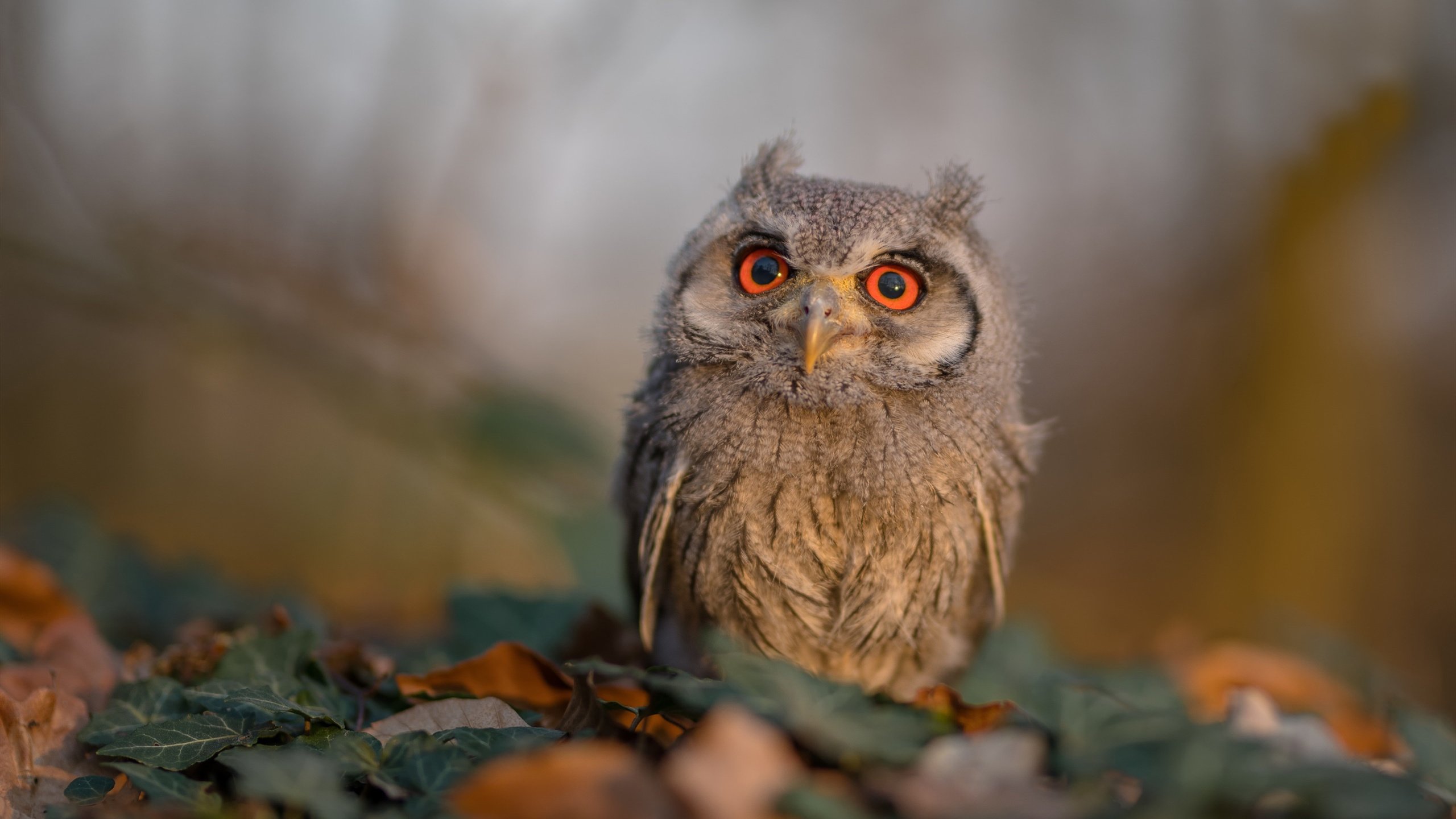 《传统体育与电竞融合:新合作开启双赢局面》,电竞比赛和传统体育比赛区别