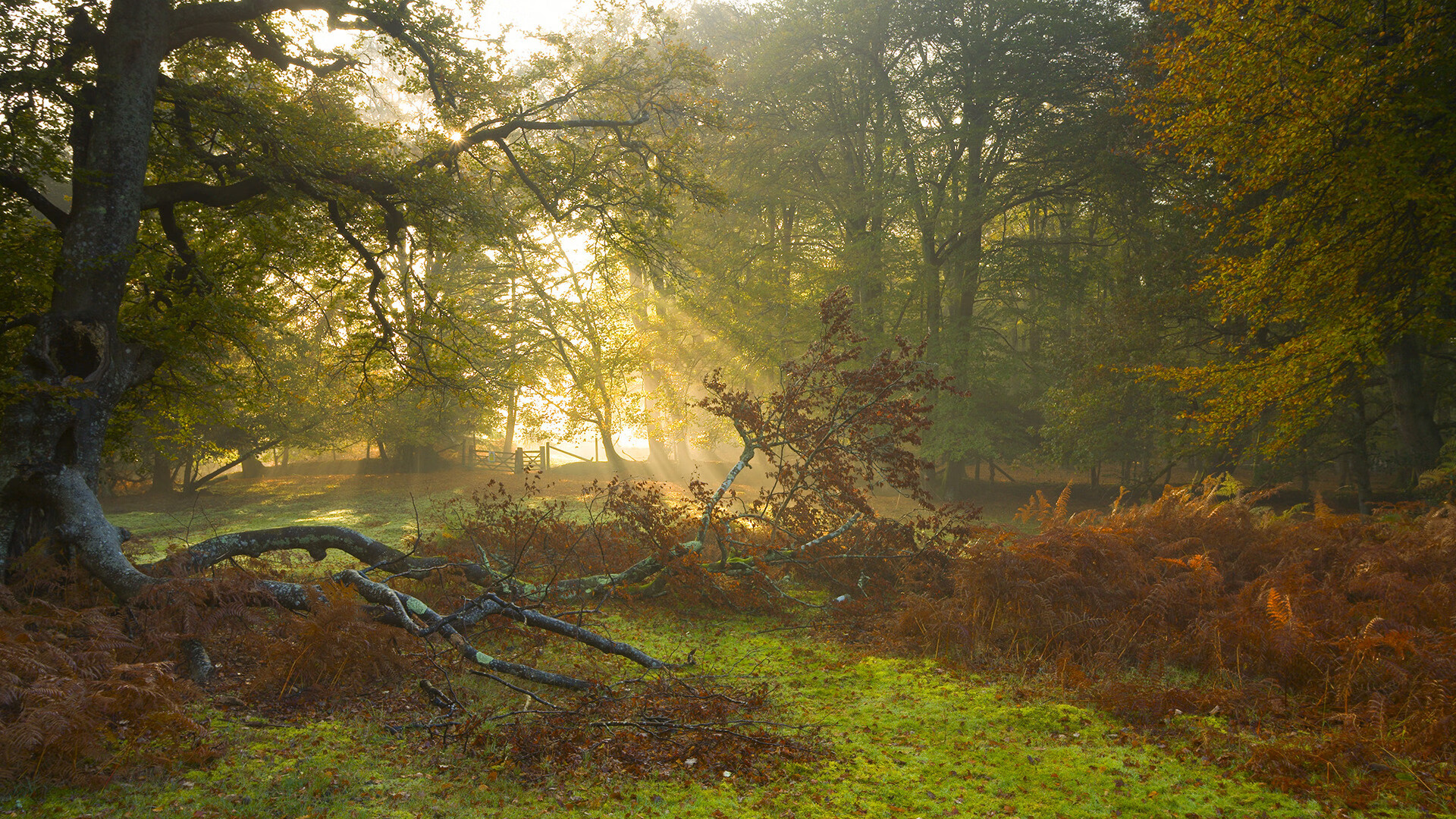 《守望先锋日锦赛,豪门争夺荣誉时刻》,守望先锋联赛集锦