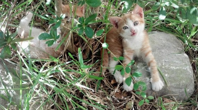 全国青少年篮球挑战赛激烈角逐，发现未来之星，2021年全国青少年篮球竞赛计划