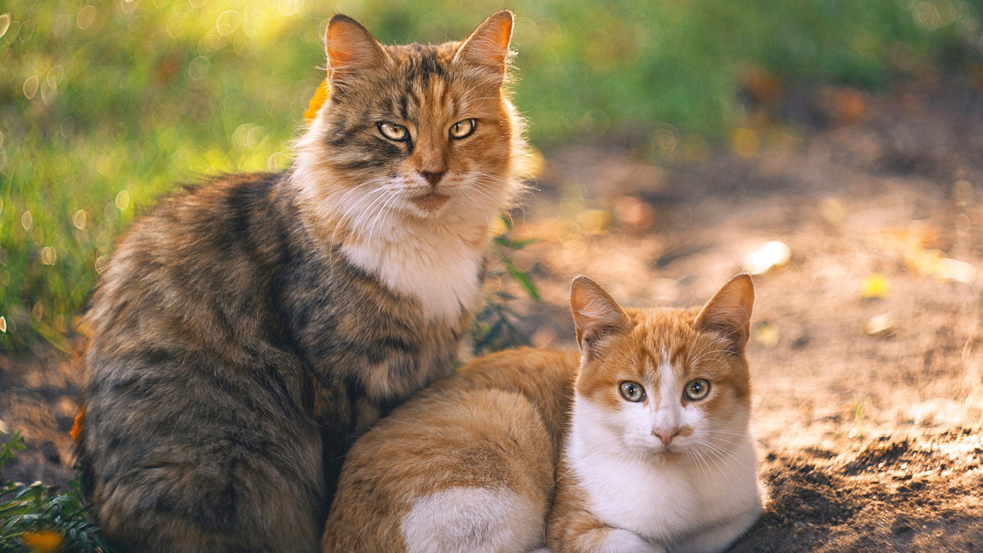 绿色环保篮球:联盟推动低碳运动新理念,绿色低碳节能环保的标语