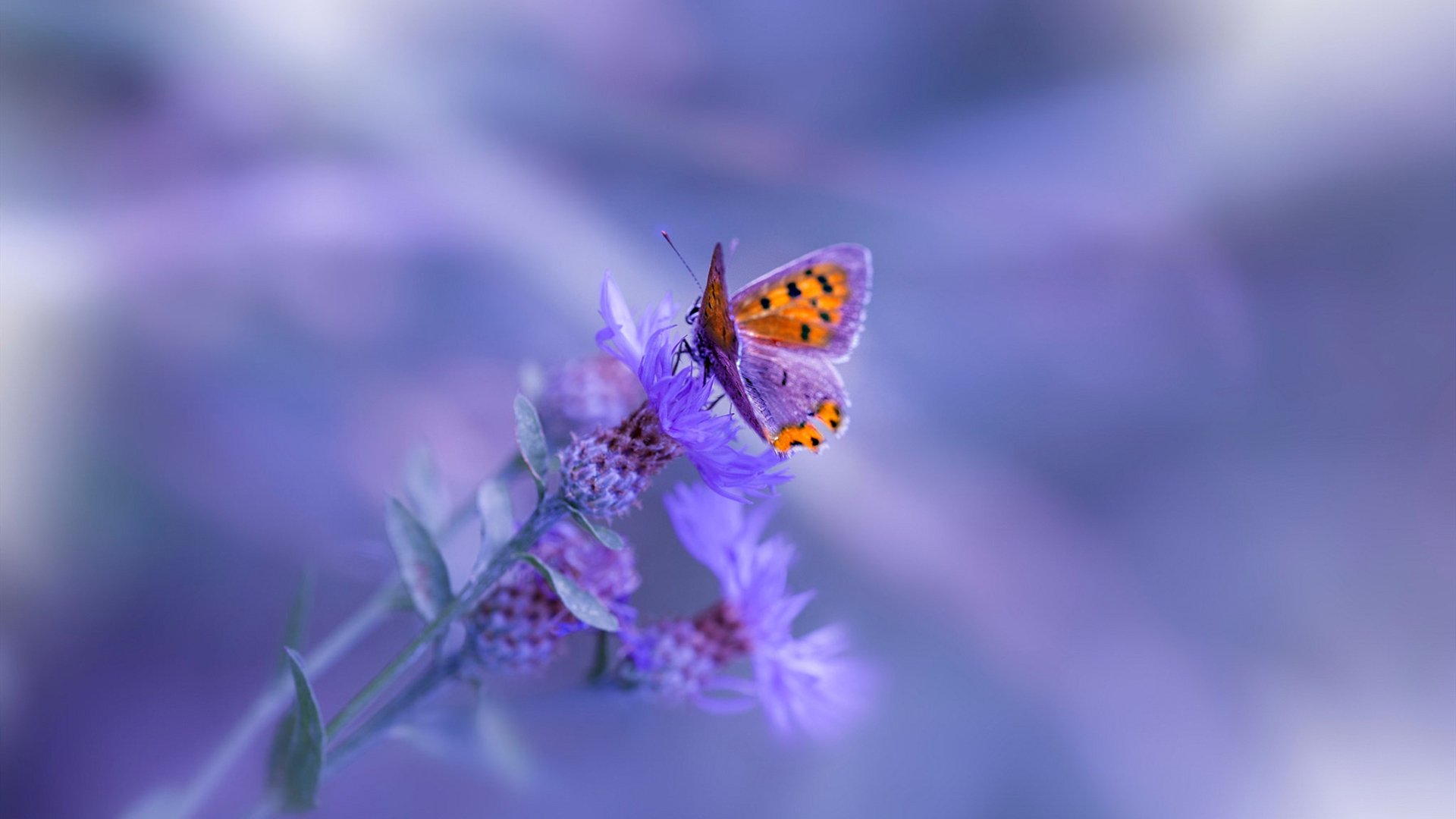 乐鱼体育登录-足球赛事图文直播系统体验全面优化，足球比赛图文直播什么意思