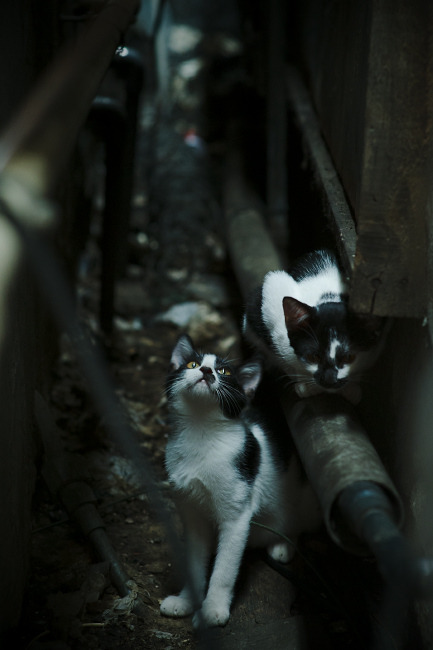 青少年“拼搏青春”公益篮球直播在广州火爆进行，弘扬正能量，nybo青少年篮球公开赛广州