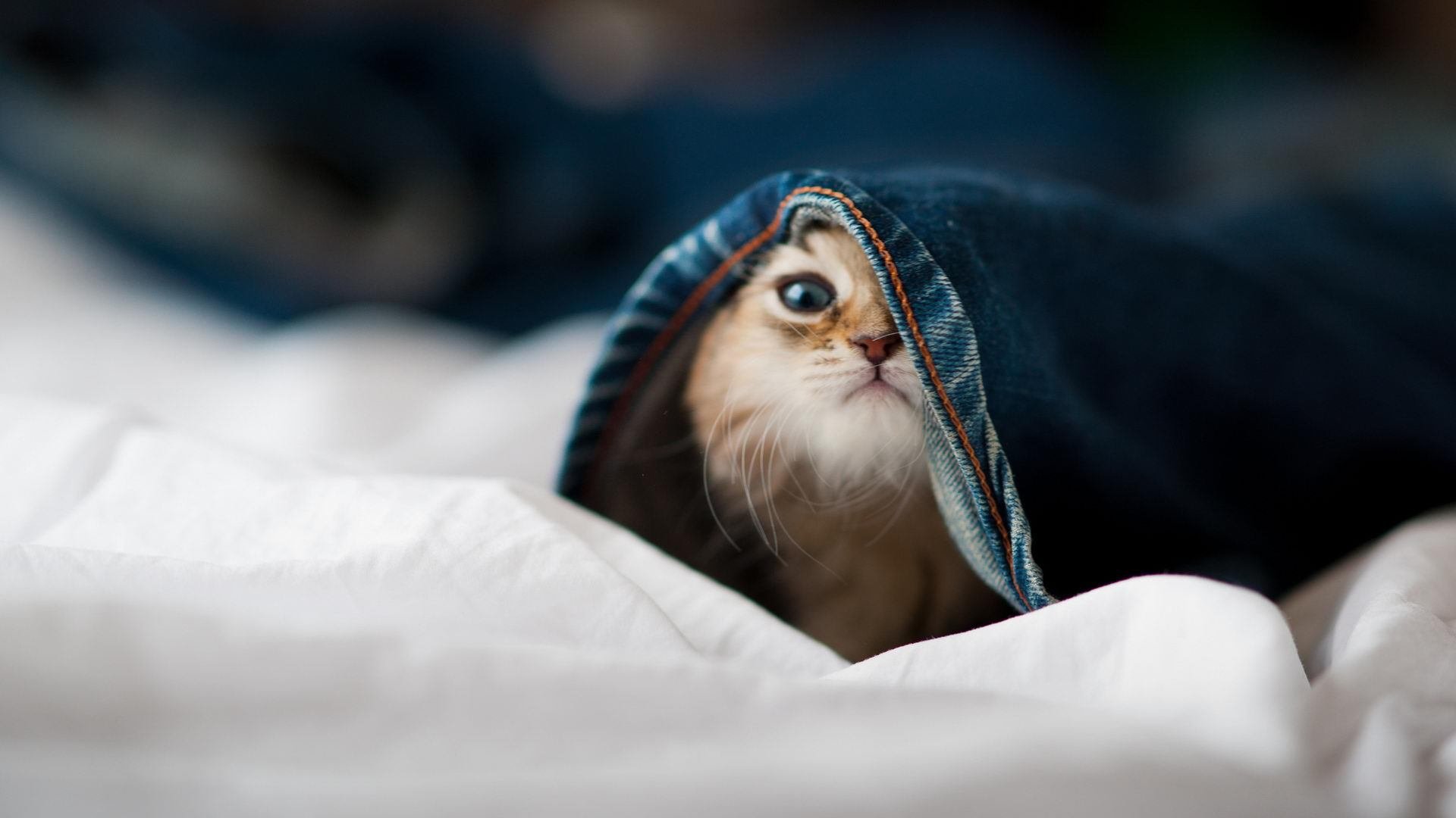 乐鱼电竞在线平台-尤文图斯主场大胜曼城，却仍止步八强！，尤文图斯对曼联视频