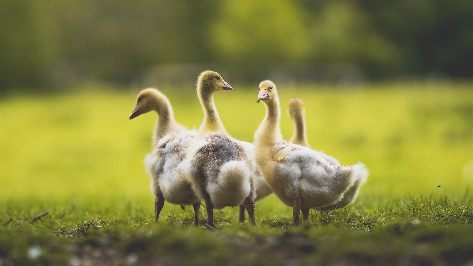 火箭主场击败黄蜂,取得连胜势头,火箭对黄蜂录像回放