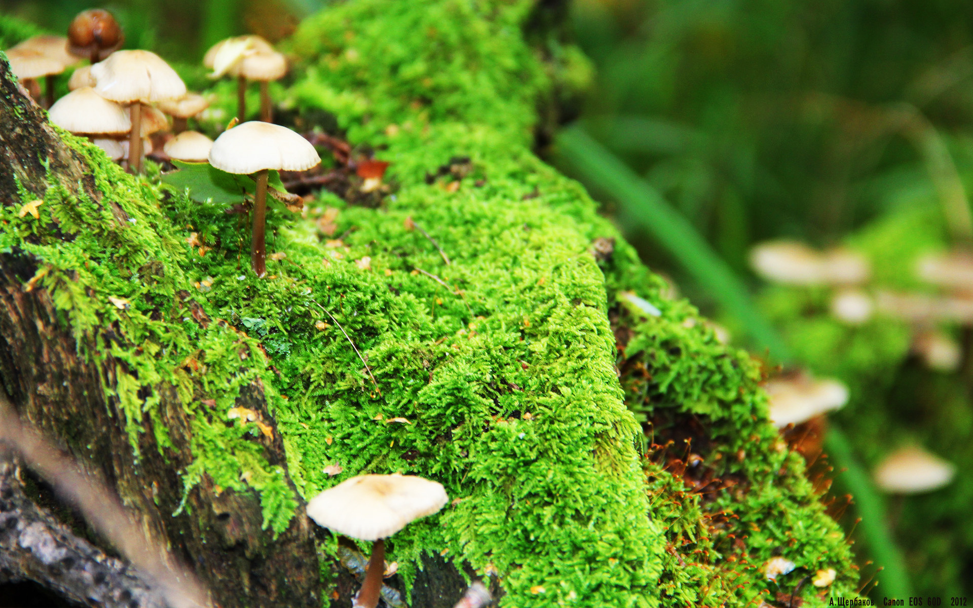 萨拉赫本赛季英超进球数破30，助攻榜领跑，萨拉赫英超金靴