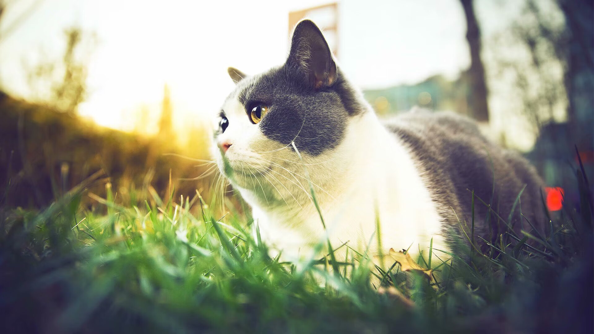 全国少儿田径锦标赛在上海举行,全国青少年田径俱乐部锦标赛