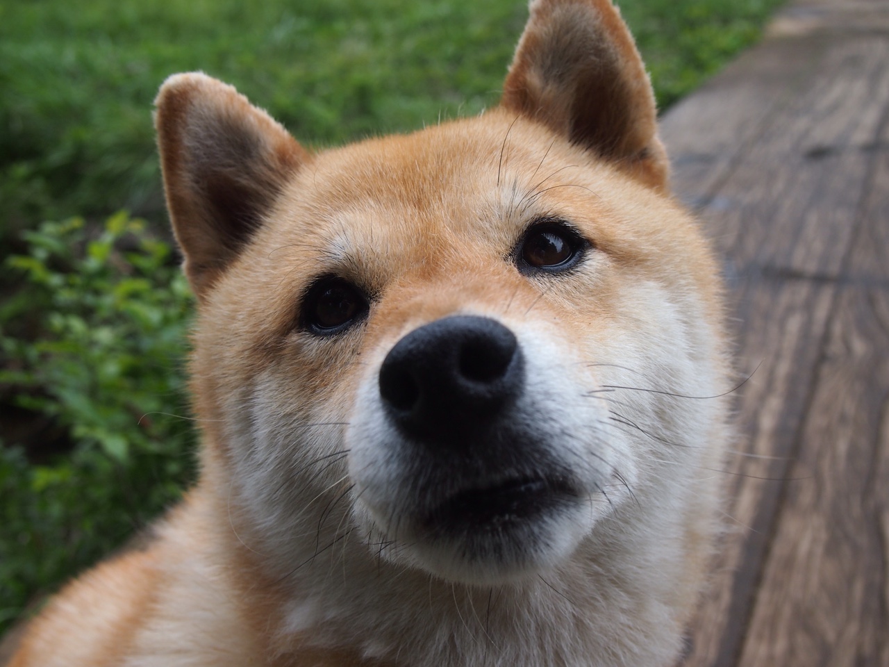 国足球队失球时间段集中分析，中国足球失去主场