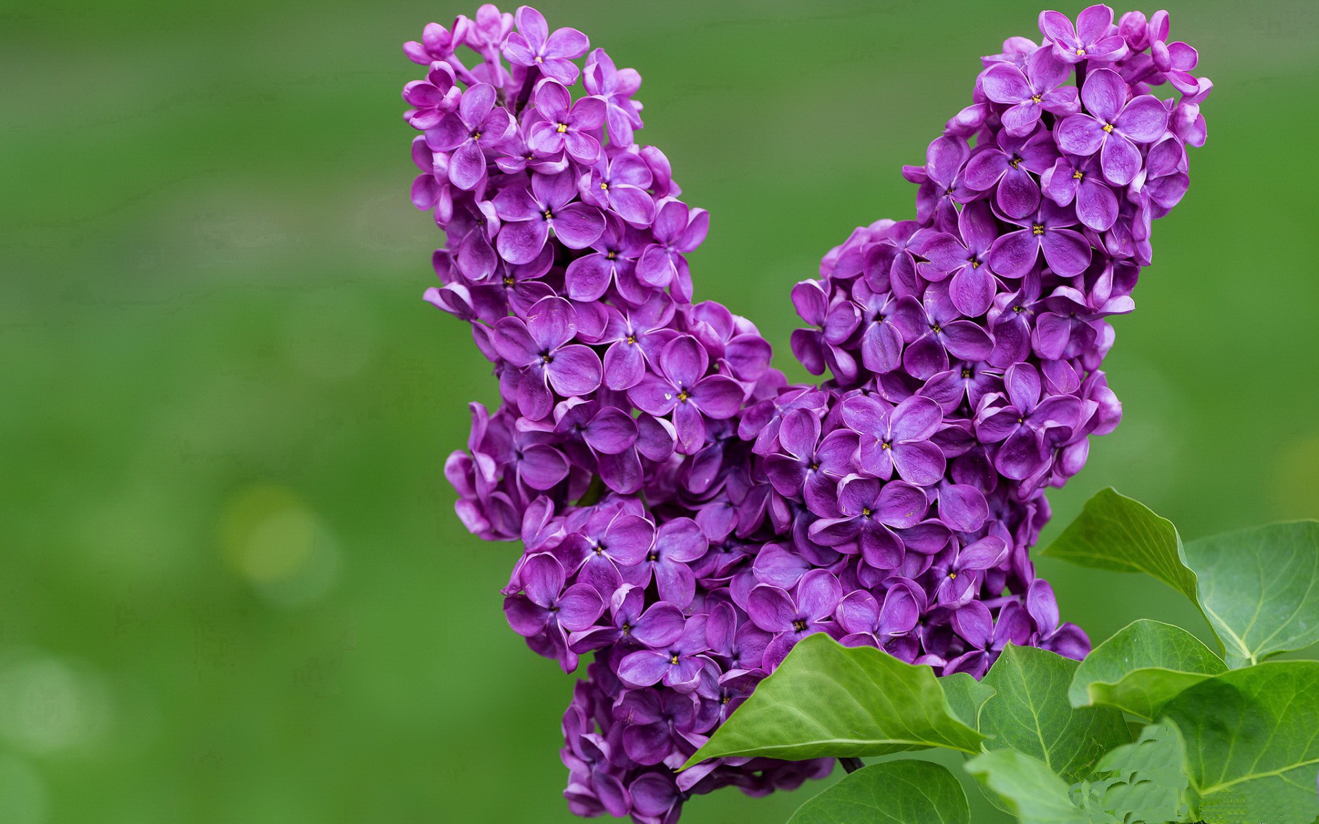 西甲裁判语义分析助力减少误判率的实践研究，西甲足球裁判