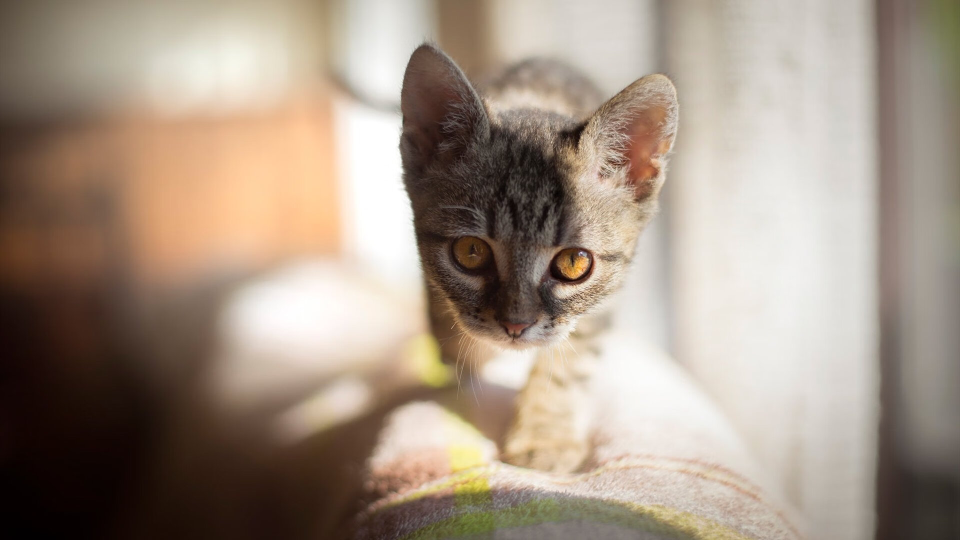 足球产业链：从青训到转播的全产业生态，足球产业主要经营内容