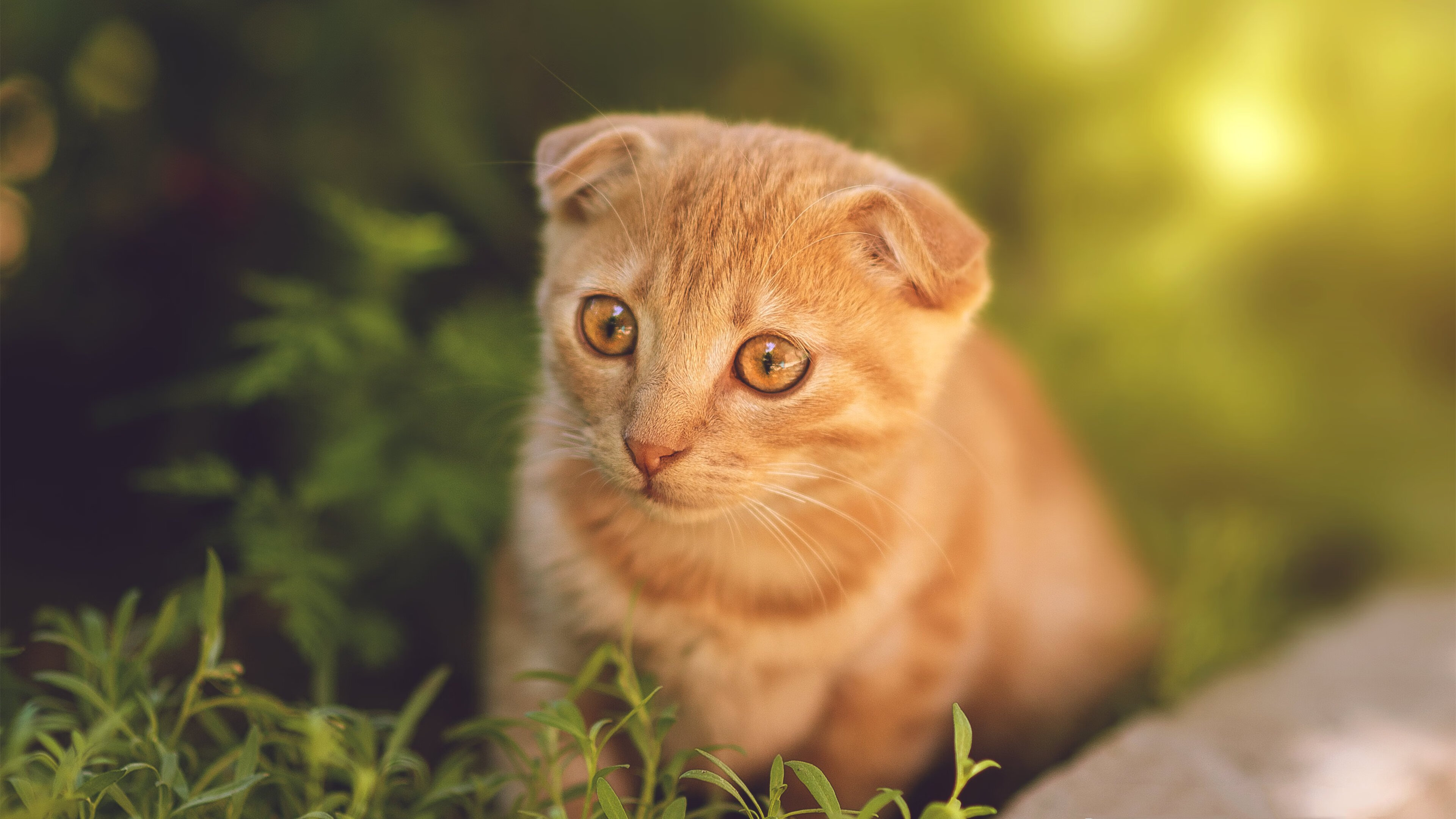 下载乐鱼体育APP-俱乐部管理层稳定性对成绩影响明显，俱乐部型管理风格是什么