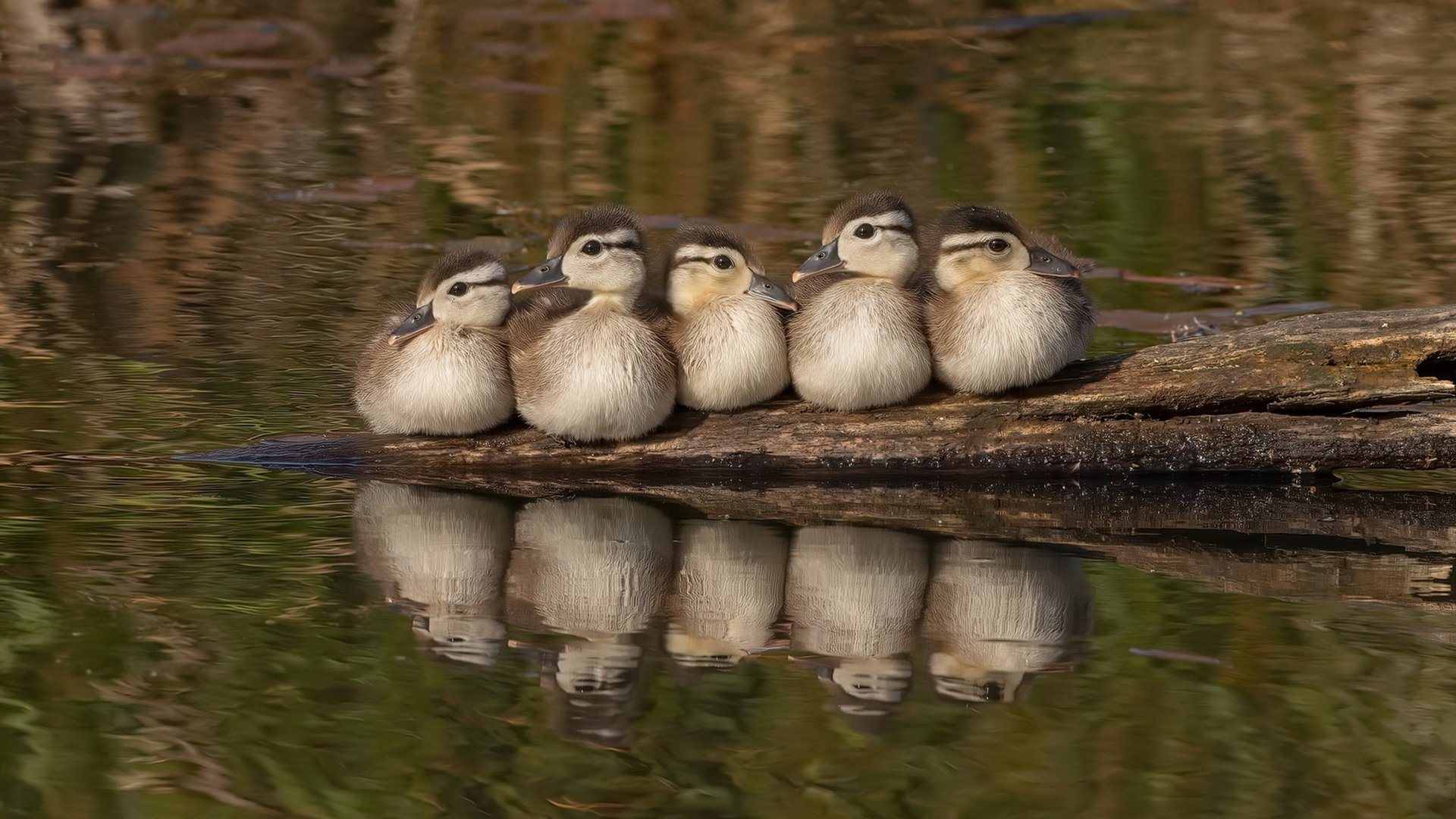 澳男队与美中三强角逐奖牌,澳男篮联赛