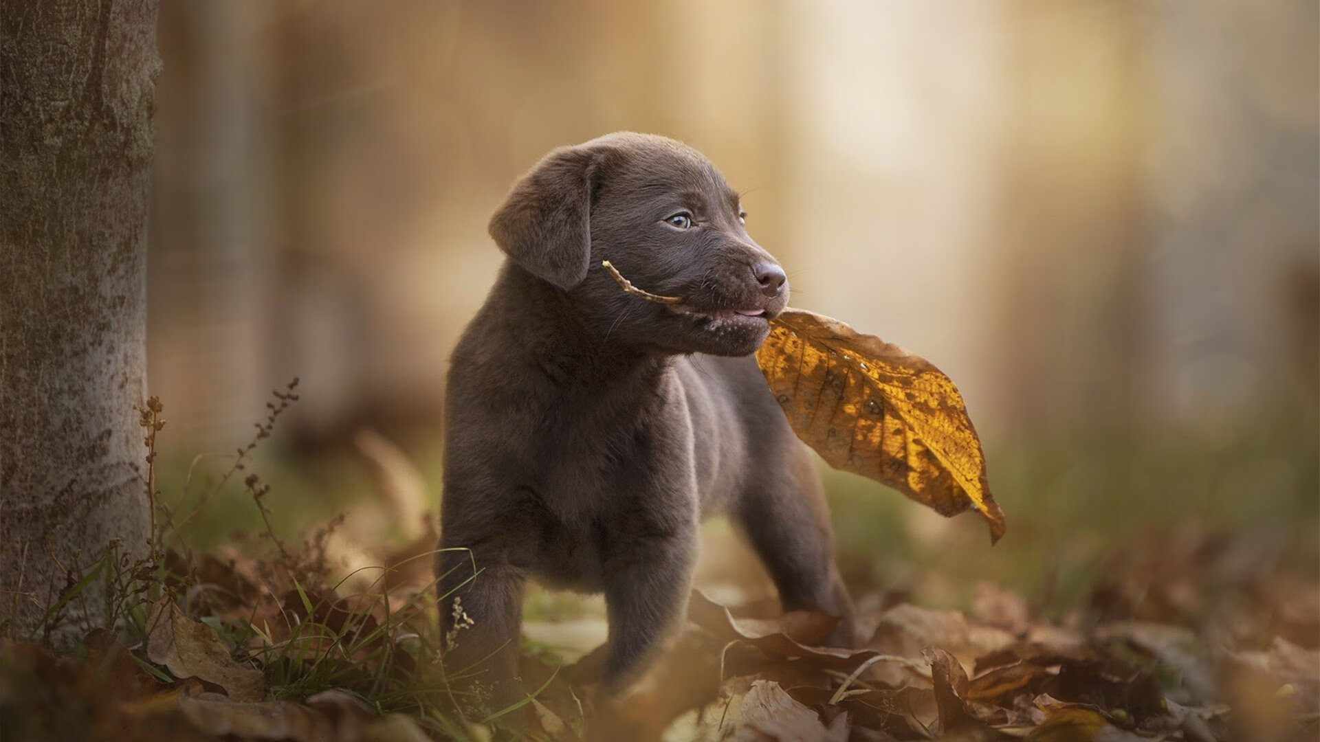 瑞典队战术解读：如何巧妙地控制比赛局势，瑞典队进攻能力