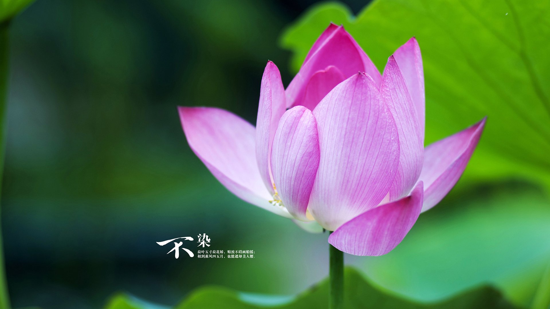 赛制变化下的德国队:国际乒联混合团体世界杯如何实现突破,德国乒超联赛