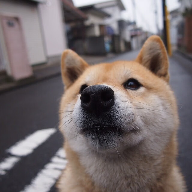 切拉苏奥洛50蛙决赛抢眼表现获赞,切拉瓦洛