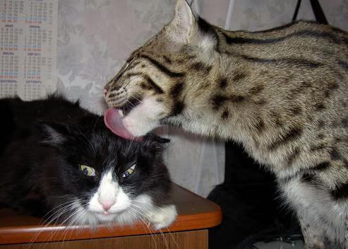 卡普尔的强力冲刺与快速决策，带领袋鼠队压制对方反击，卡普尔ms