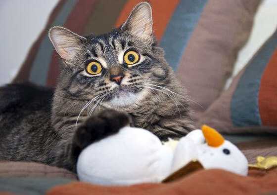 多名选手具备闯入半决赛甚至决赛能力,半决赛会遇到自己国家的吗