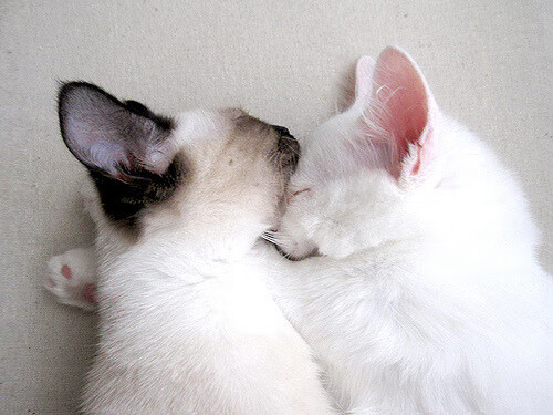 女子足球鼓励参与国际教练交流引入多样化理念,女子足球训练视频