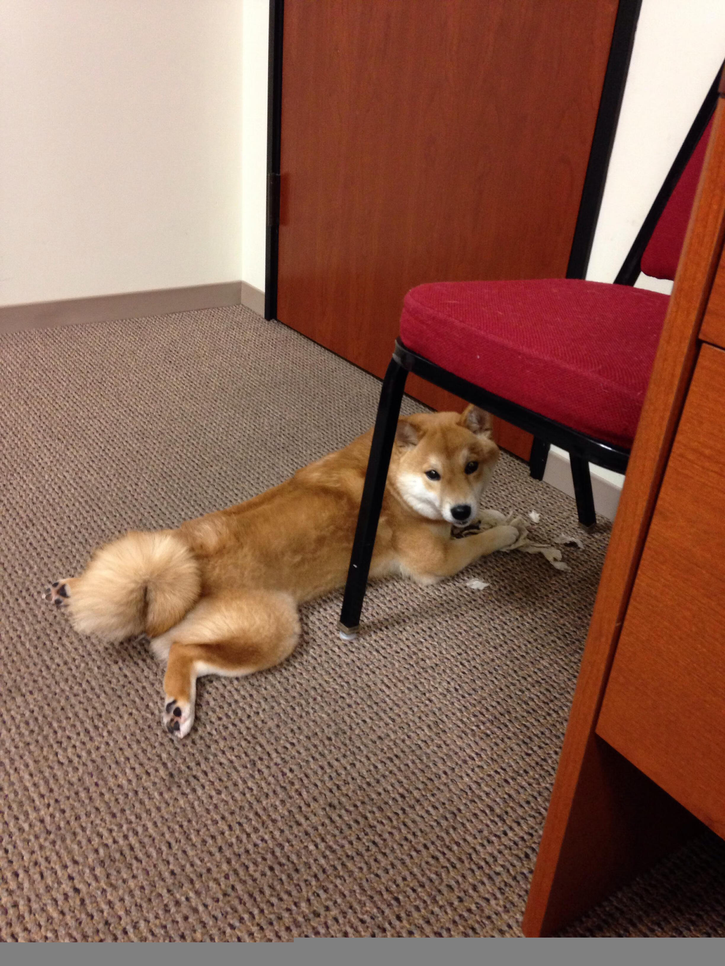 艾比·德尔福：防守中的战术大师，助力南非队始终保持稳压，艾比德什么意思